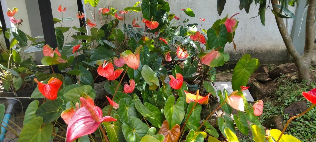 Healand Holiday Bungalow And Restaurant Deniyaya Ngoại thất bức ảnh